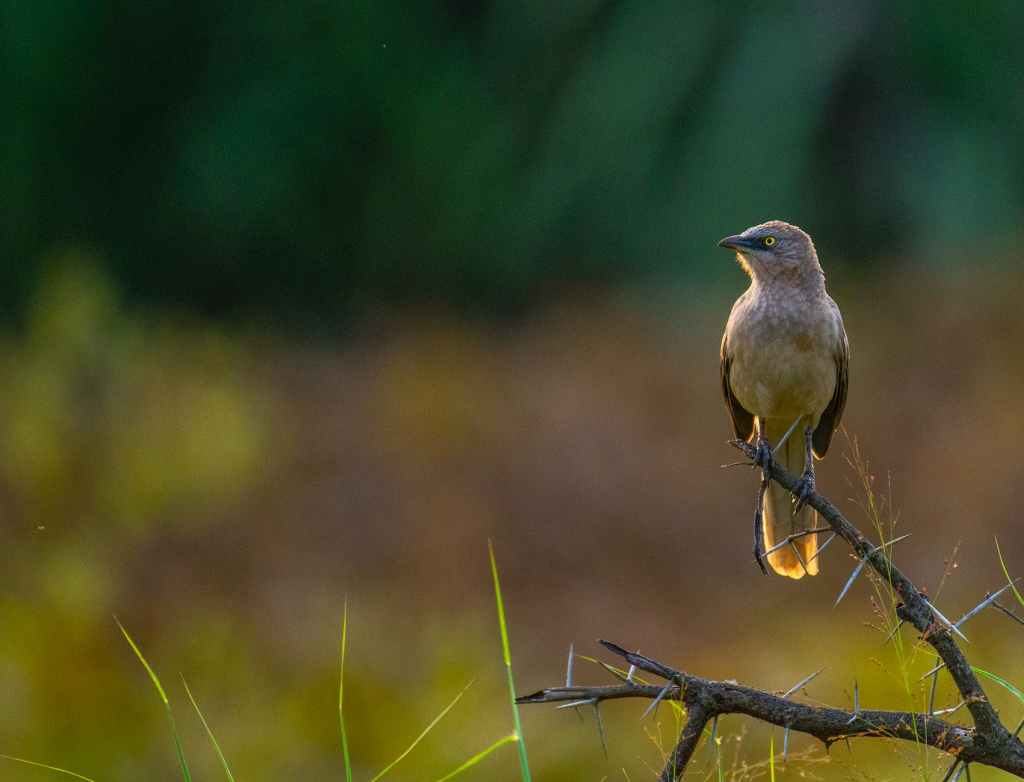 लघुकथा में प्रयोग – अशोक&nbsp;भाटिया